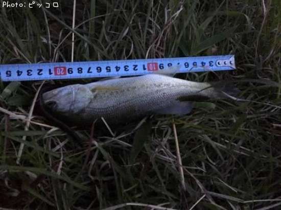 �֥�å��Х�