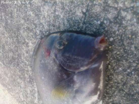 �ȥ����㡼�ڥ˥�������