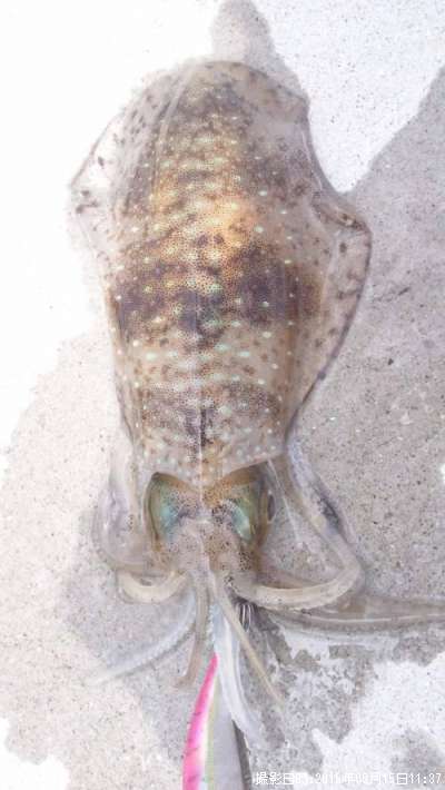 �����ꥤ��