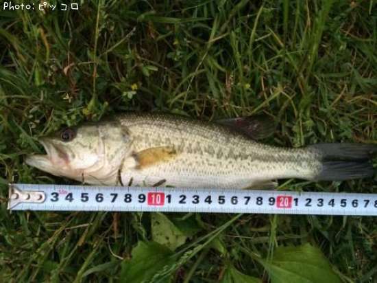 �֥�å��Х�