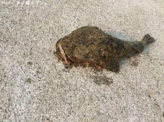 �ȥ��٥ĥ�����