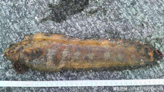 �ե������