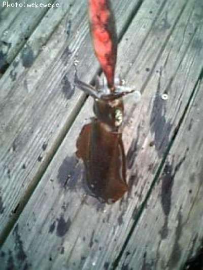 �����ꥤ��