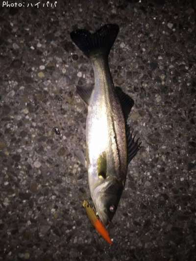 �����Х�