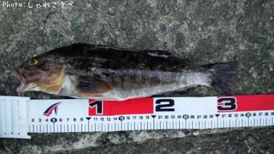 �����ʥ�