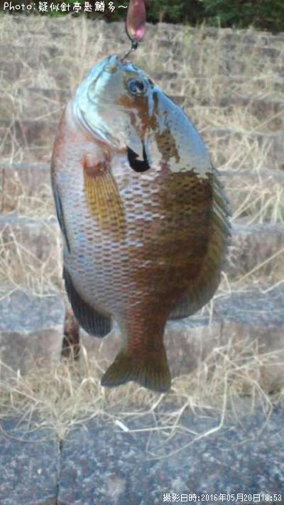 �Ǥ�����