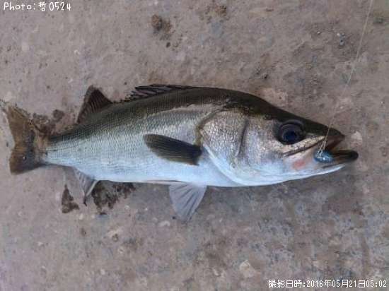 �������Х�