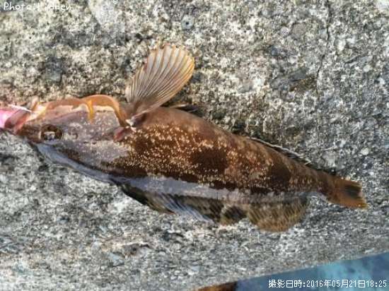 �����ʥ�