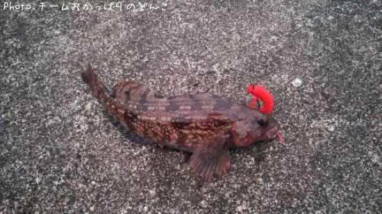 �����ʥ�