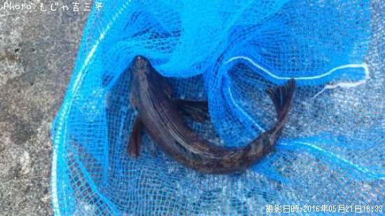 �����ʥ�