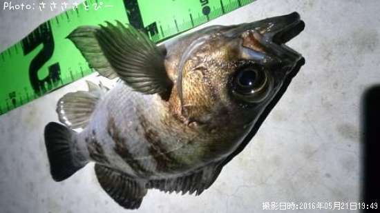 ��Х������