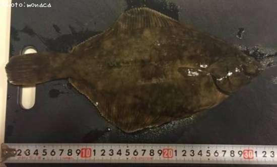 �ޥ����쥤