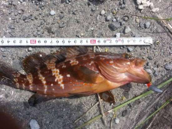 �����ϥ�