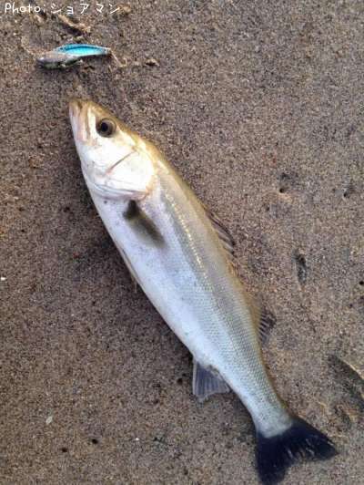 �����Х�