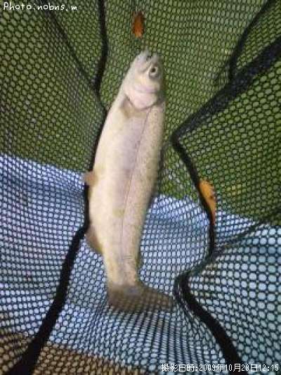 �쥤��ܡ��ȥ饦��