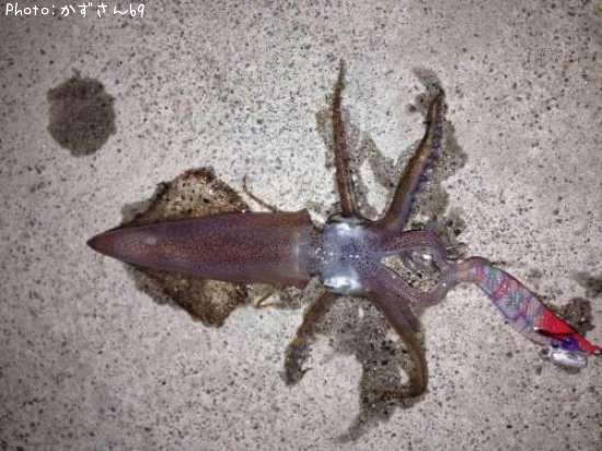 �ƥ��ӥ���