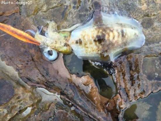 �����ꥤ��