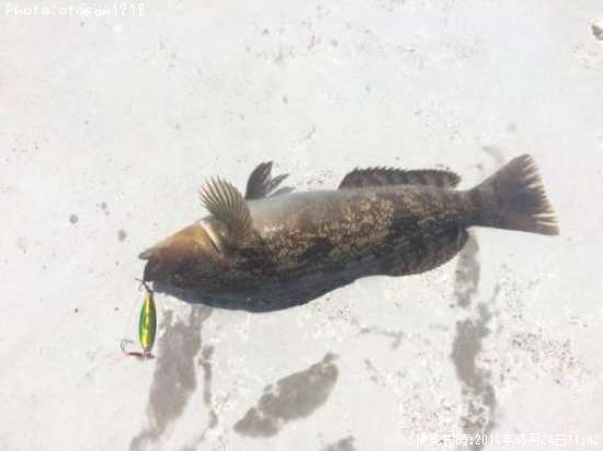 �����ʥ�