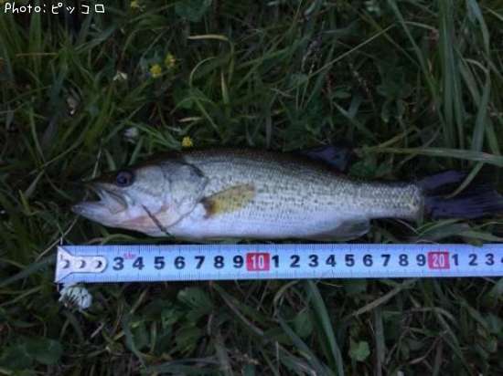 �֥�å��Х�