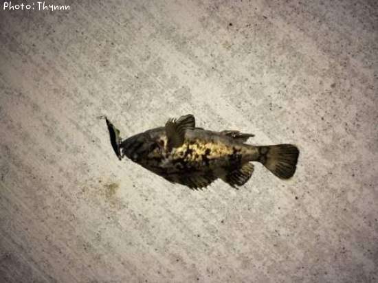 ���ӥ���