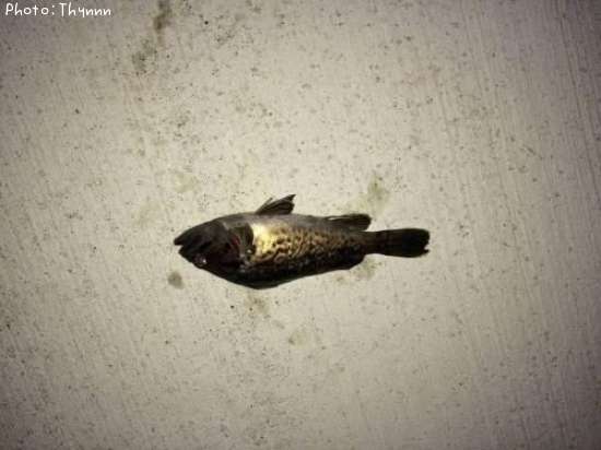 ���ӥ���