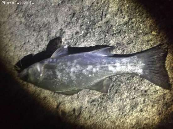 �ҥ饻����