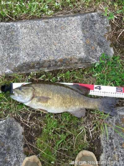 ���⡼��ޥ����Х�