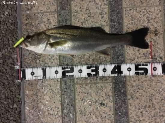 �����Х�