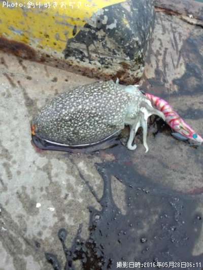 ����䥱����