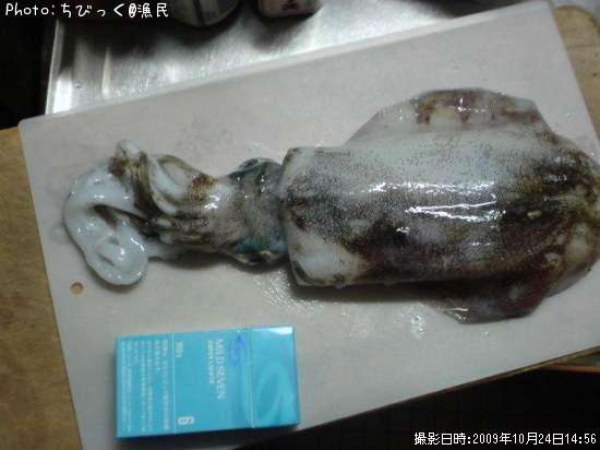 �����ꥤ��