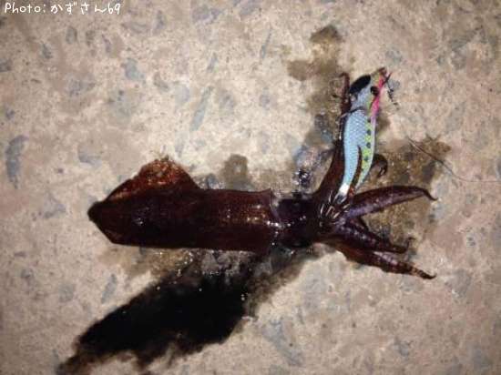 �ƥ��ӥ���