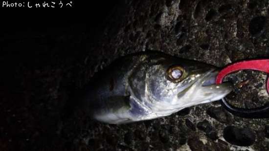 �����Х�