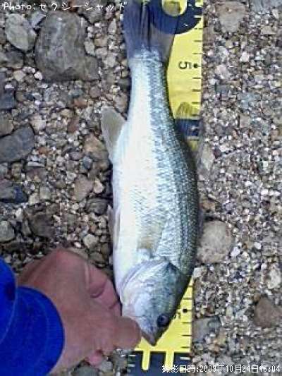 �֥�å��Х�