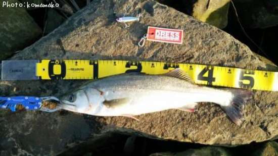 �����Х�