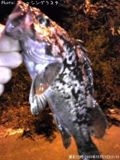 �٥å�������