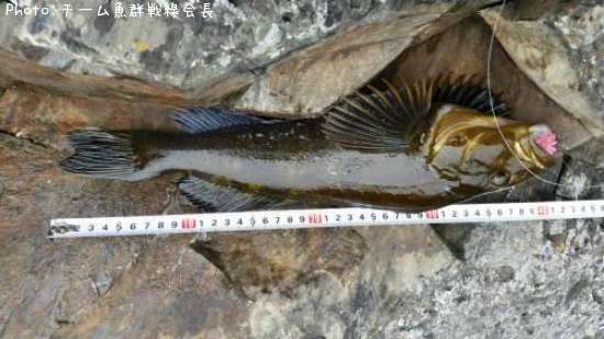 �����ʥ�