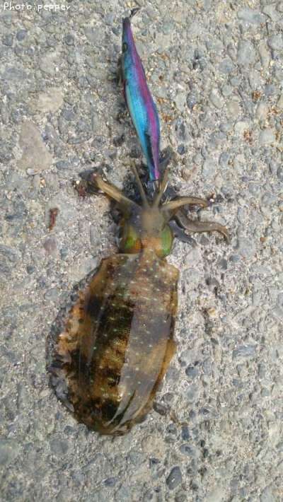 �����ꥤ��