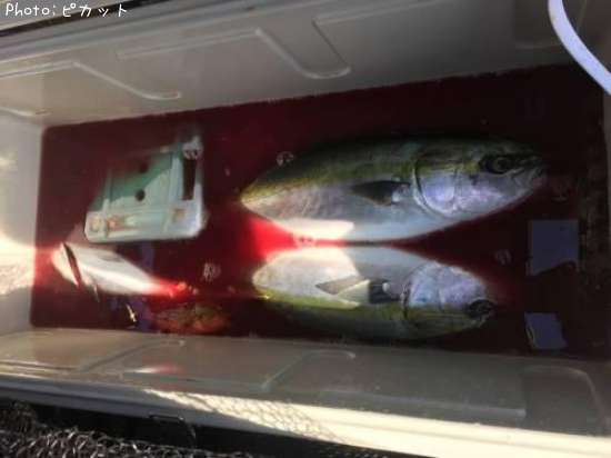 ���ʥ�����饵