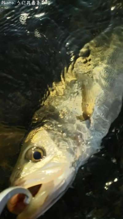 �����Х�