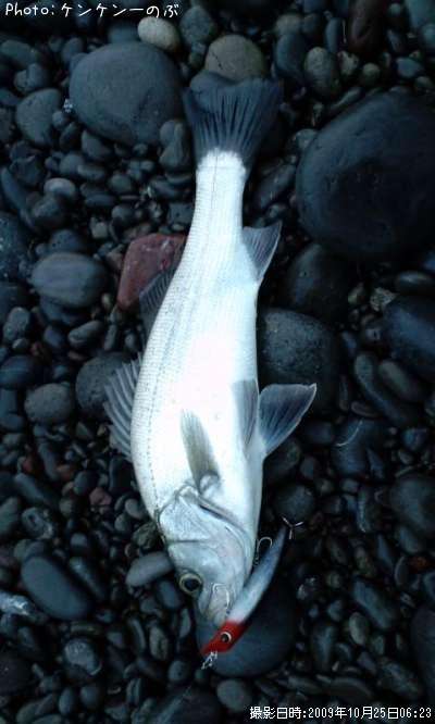 �ҥ饺�����ʥ�������