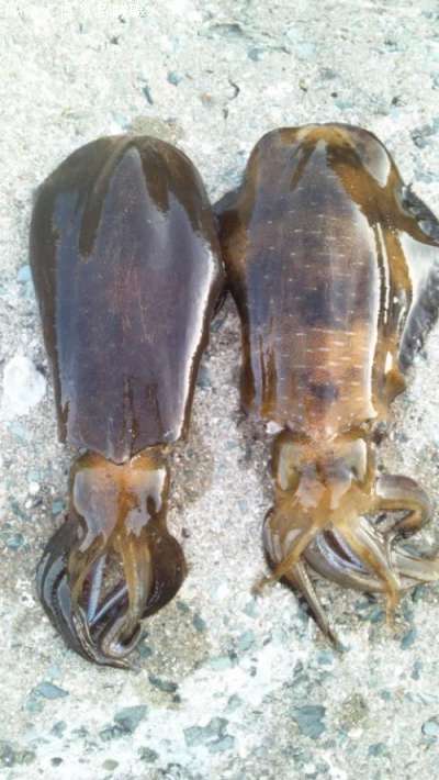 �����ꥤ��