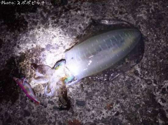 �����ꥤ��