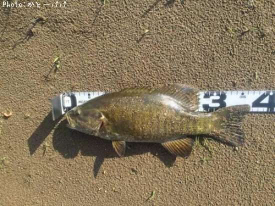 �֥�å��Х�