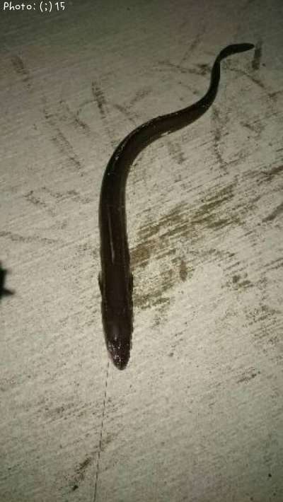 ��ҡ�����������Ф롢�������ᤸ��