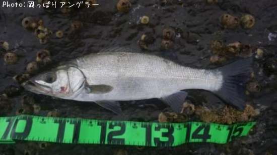 �ҥ饹����