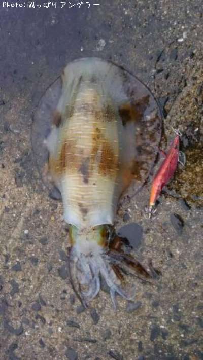 �����ꥤ��