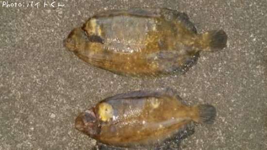 �ʥ᥿���쥤