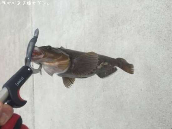 �����ʥ�