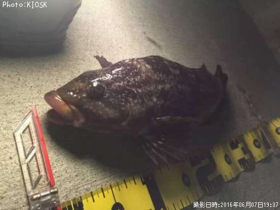 �����ʥ�