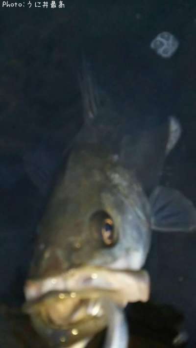 �����Х�